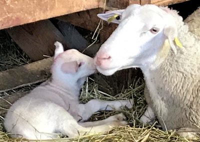 Visite de la bergerie de Christophe