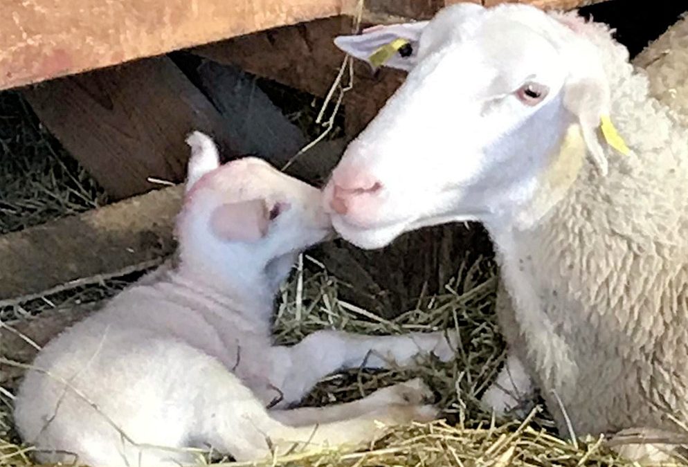 Visite de la bergerie de Christophe