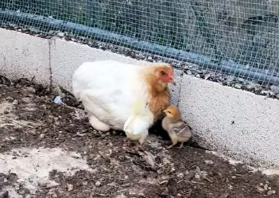 Maman poule !