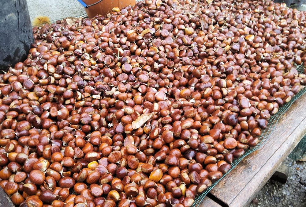 Ramassage des châtaignes à Gonfaron