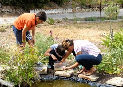 Bébés grenouilles relâchés au jardin St Mandrier