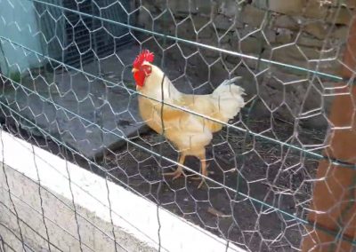Construction de deux poulaillers sur le jardin de St Mandrier