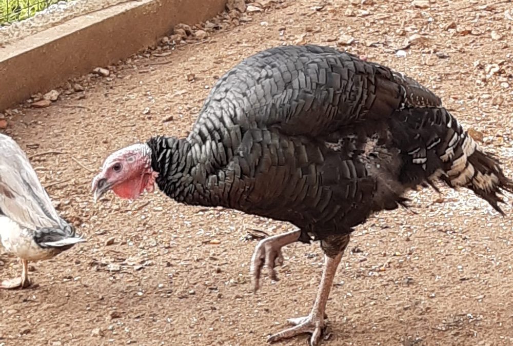 La vie au poulailler du jardin Ste Anne
