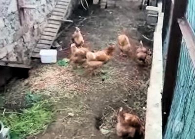 Nouvelles pensionnaires au poulailler de St Mandrier