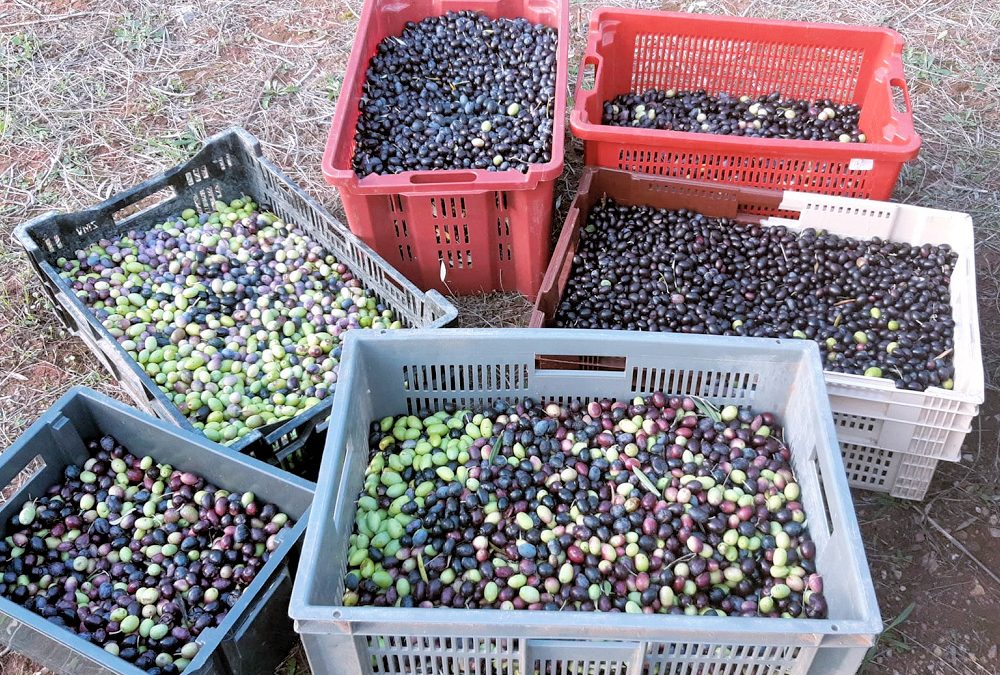 Récolte des olives 2023