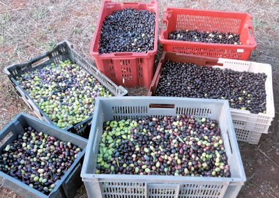 Récolte des olives 2023