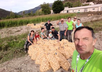 Ramassage des pommes de terre à Castellane
