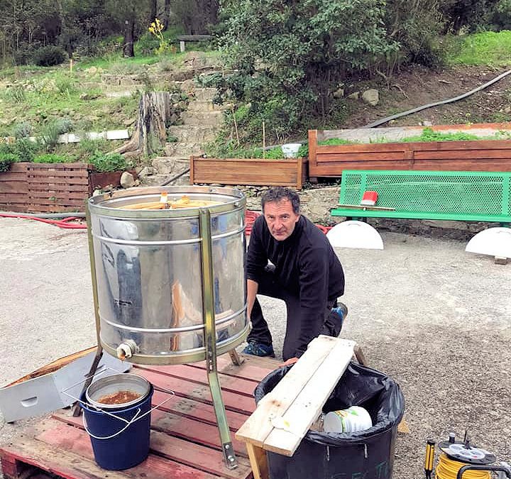 Récolte du miel d’automne au jardin du Pôle École Méditerranée