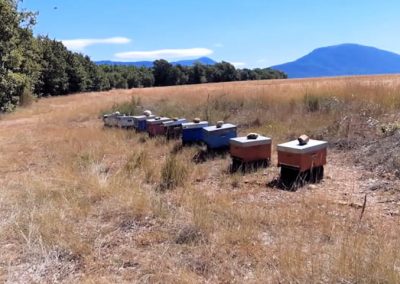 Transhumance des abeilles octobre 2021