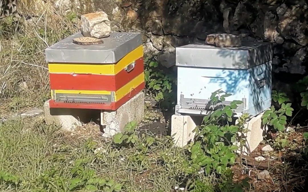 Les ruches de la Pyro