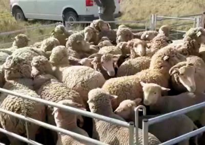 Tonte des moutons à Gonfaron