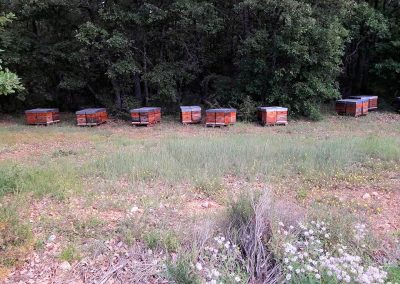 Transhumance des abeilles juin 2021
