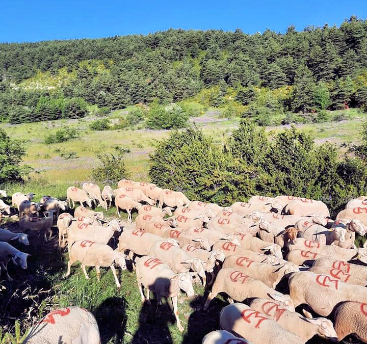Transhumance des moutons