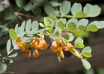 L’Azuré du baguenaudier au PEM en 2025