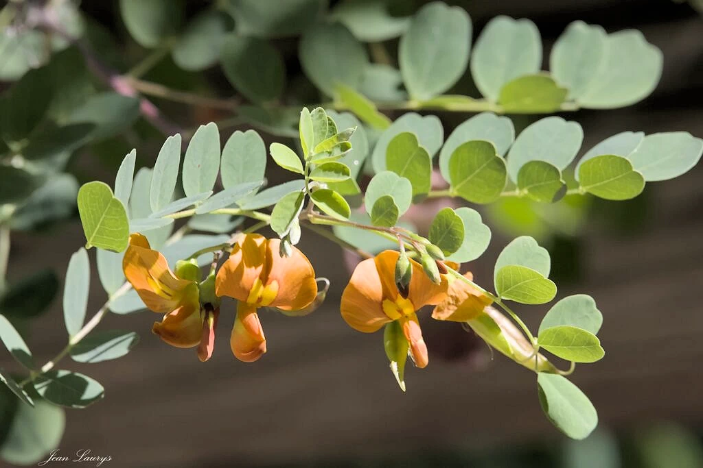 Baguenaudier intermédiaire