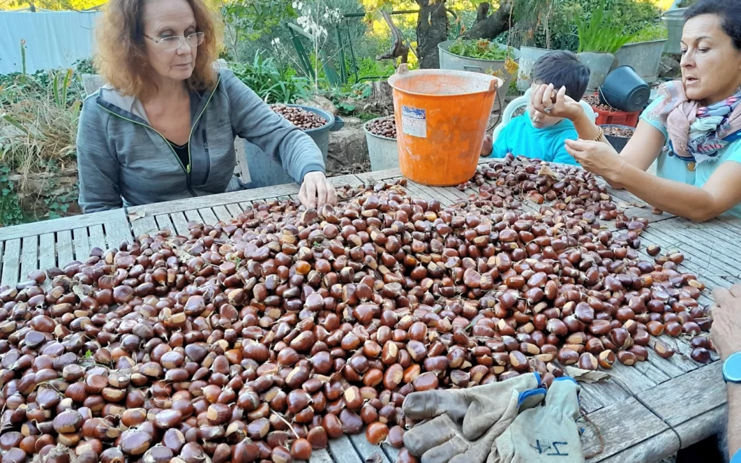 Récolte des châtaignes chez Emilien