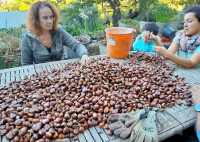 Récolte des châtaignes chez Emilien