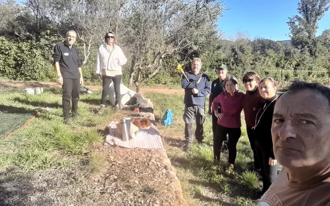 Cueillette des olives à Cuers