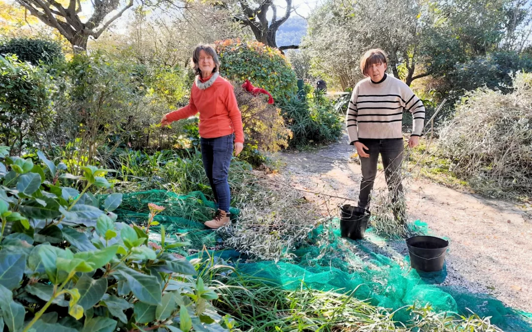 Cueillette des olives à Carnoules