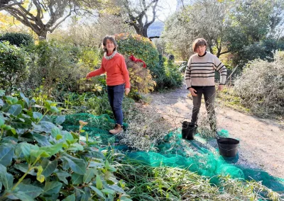 Cueillette des olives à Carnoules