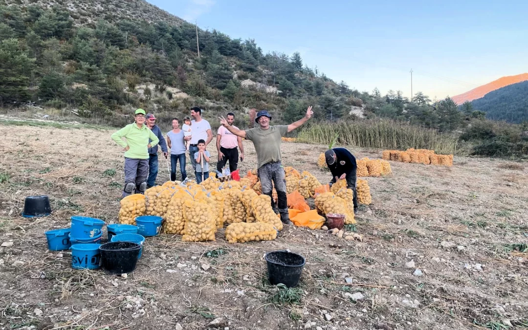 Ramassage des pommes de terre à Castellane