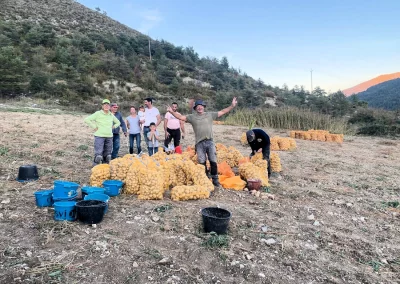 Ramassage des pommes de terre à Castellane