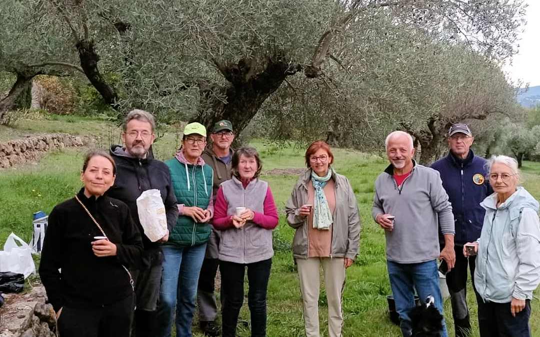 Cueillette des olives à Cuers