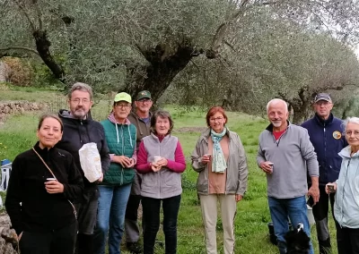 Cueillette des olives à Cuers