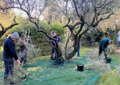 Cueillette des olives à Cuers